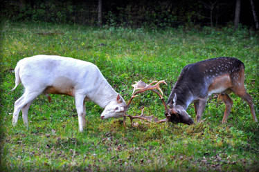 deer fight