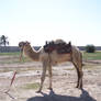 Stock Camel 3