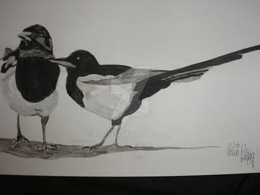 Magpies