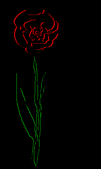 The rose