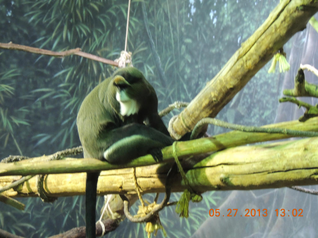 A Bearded Monkey