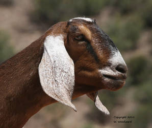 Nubian with dewlap