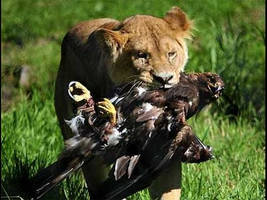 LION VS EAGLE