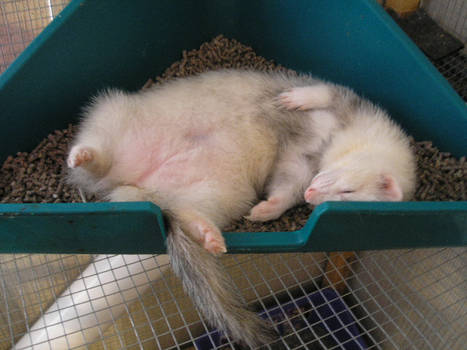 Our Oh So Wonderful... Ferret