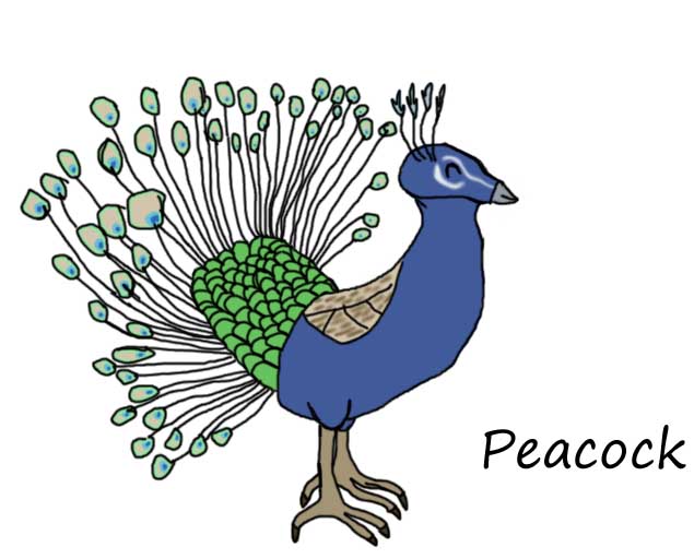 Peacock