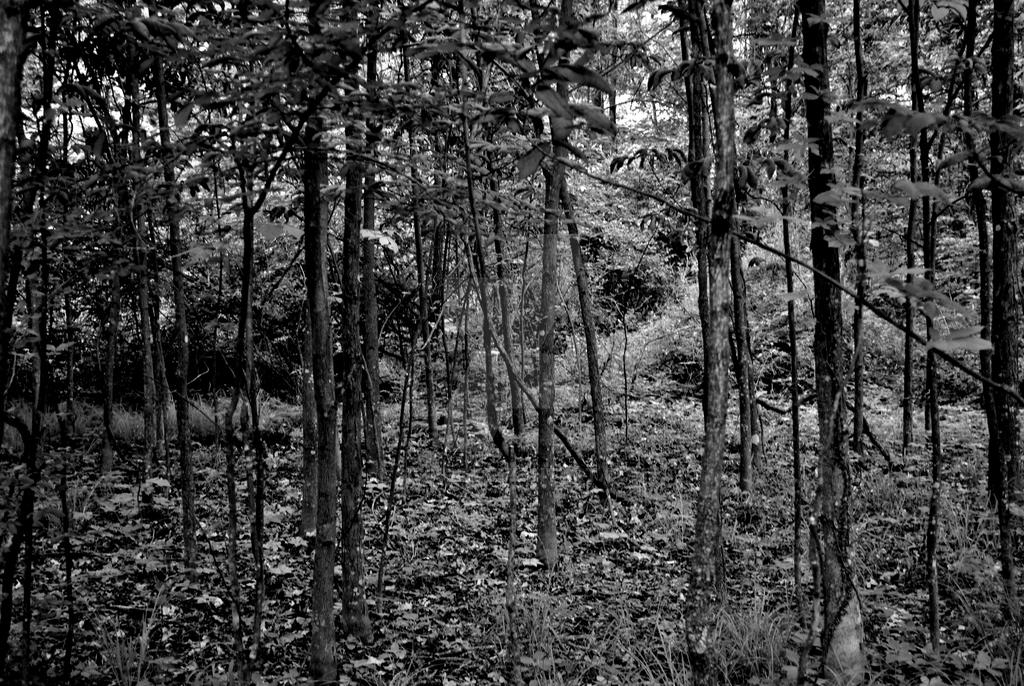 Woods Black And White