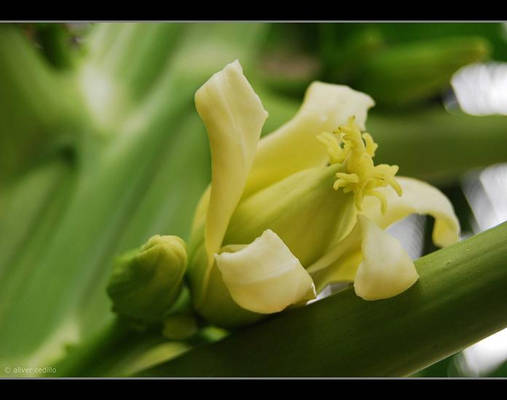 papaya flower 2