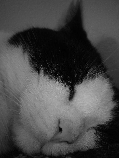 Captain Boo napping by oskoobigwheela on DeviantArt