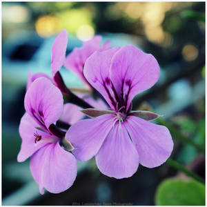 Pretty little flowers