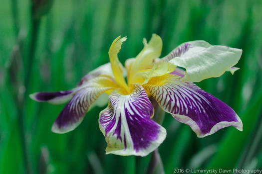 Lonesome Iris