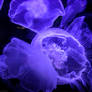 :Moon Jellyfish: