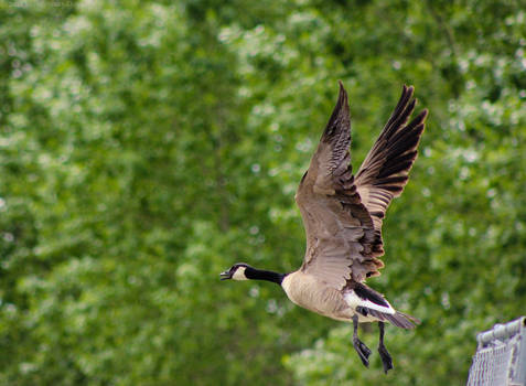 Canadian Goose II