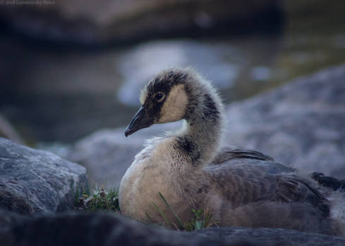 Canadian Gosling