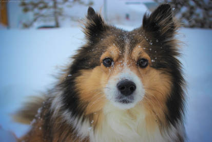 A Face Full of Snow