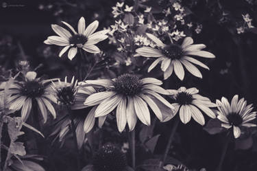 black and white flowers