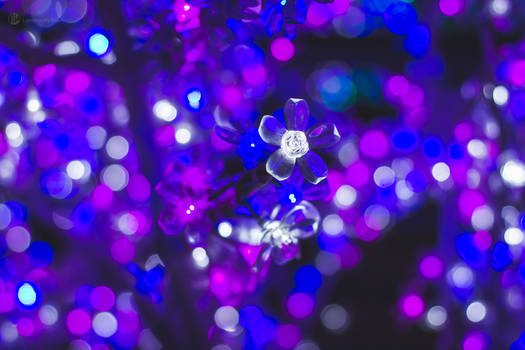 Christmas Bokeh