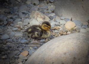 Baby Duckling