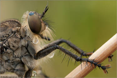 Robberfly