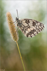 Schachbrettfalter - Melanargia