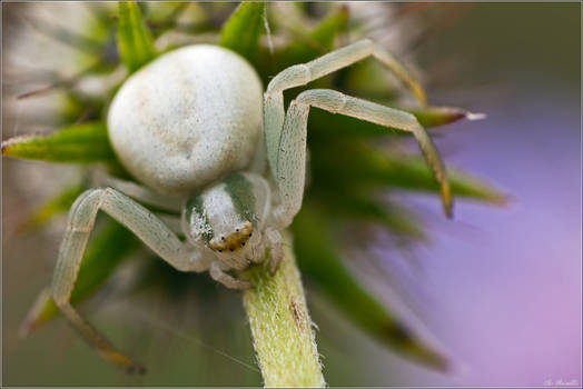 Crab spider