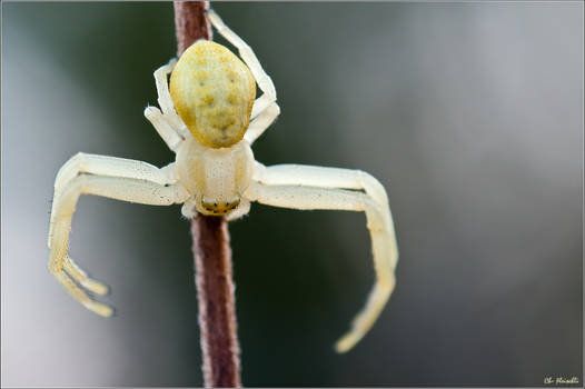 Crab spider II