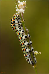 papilio machaon caterpilar