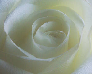 White Rose