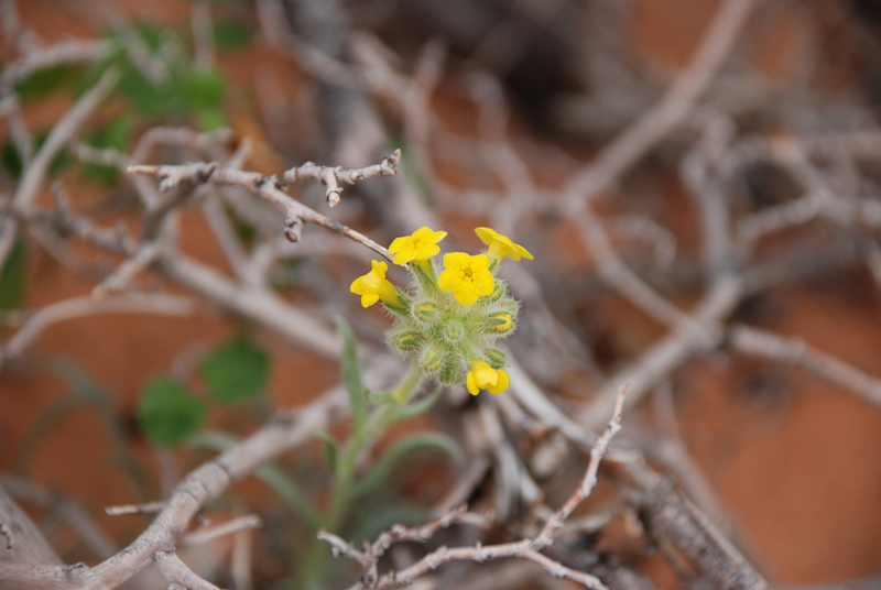 The Desert Blooms