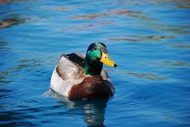 Mallard2