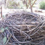 Big Nest