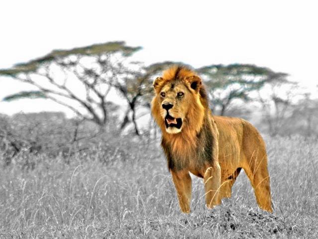 Simba Lives by KamakaziBubble on DeviantArt