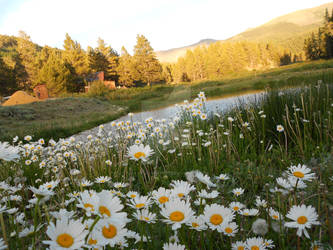 Colorado daisies