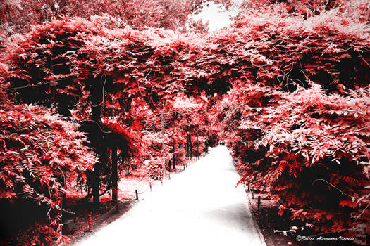 The Red Avenue