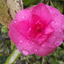 Pink flower after the rain