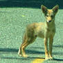 Coyote Pup
