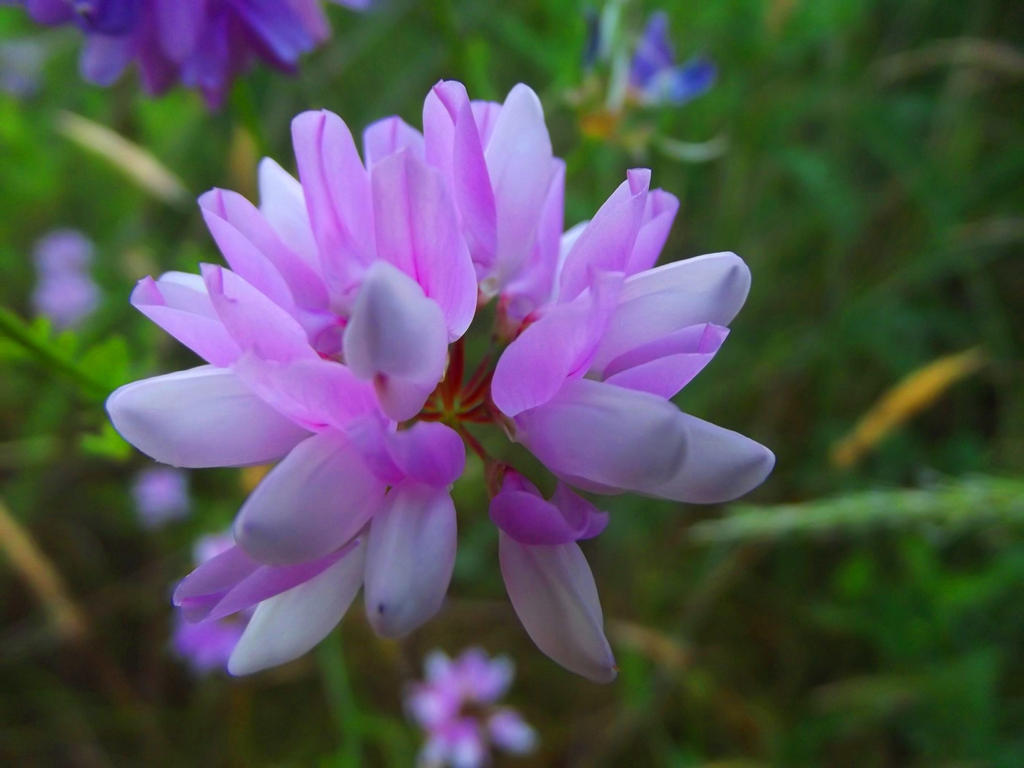 The structure of a crown vetch blossom II