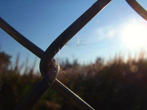 Caught on the fence