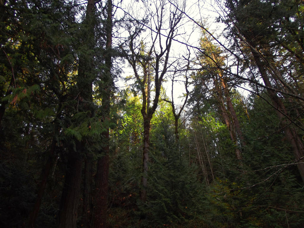 Whatcom Falls Park 11-18-2014-097