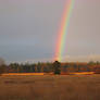 Rainbow on the tree