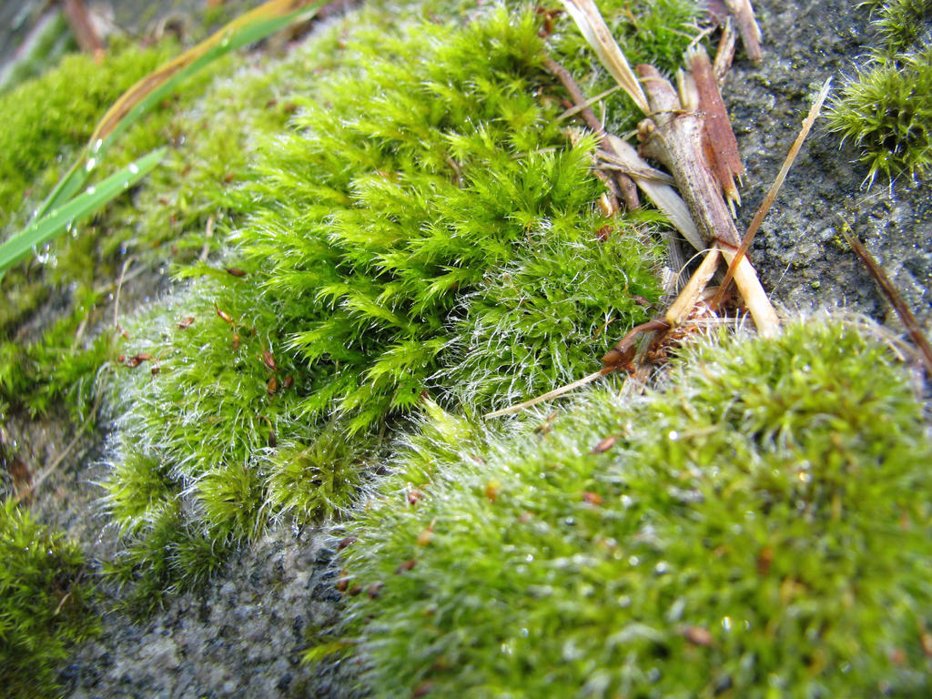 Moss 27 April 2015-01