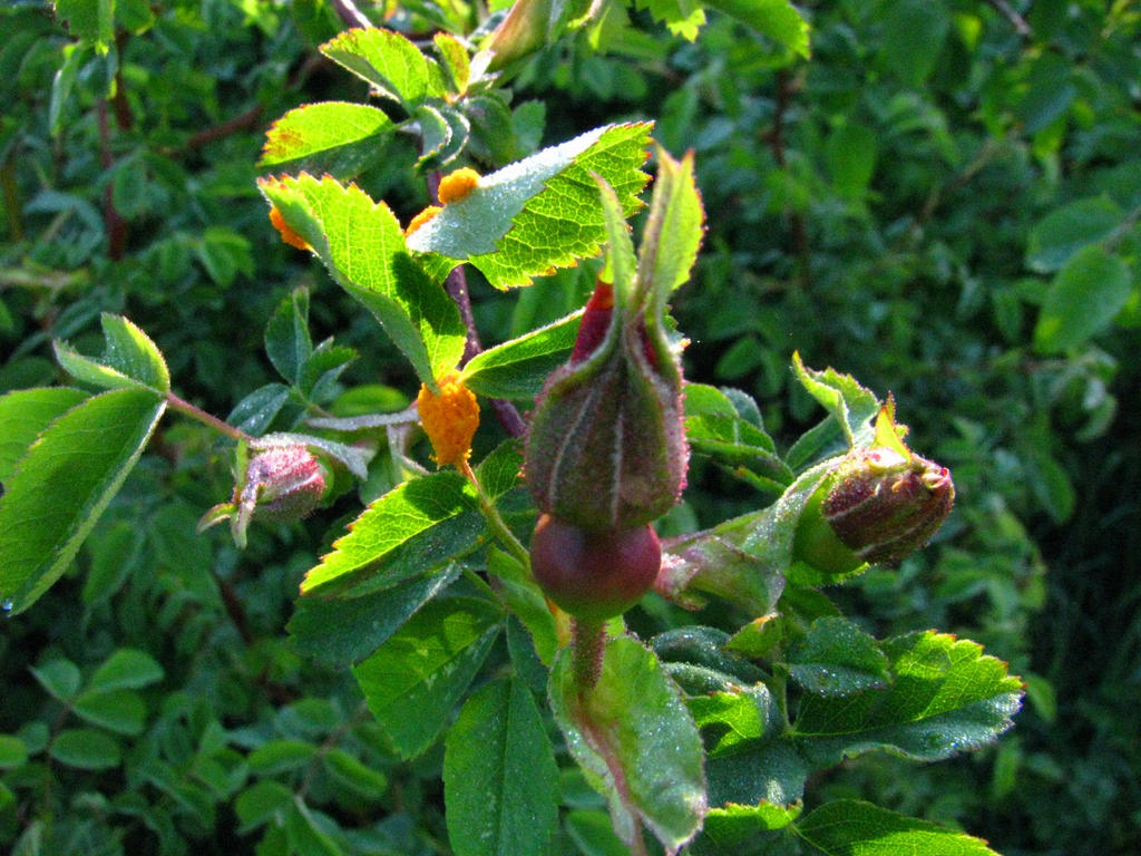 Wild Roses Rust Pests of the Wild Rose-Rust Mold 09 by SkyfireDragon on DeviantArt