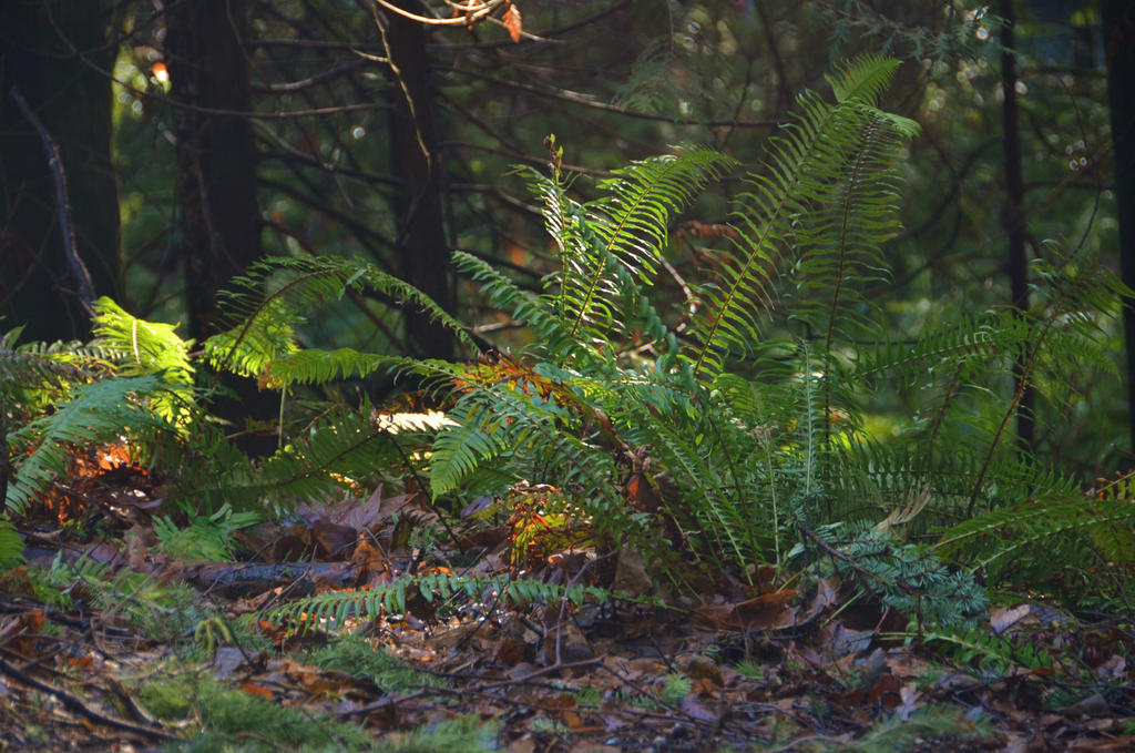 Whatcom Falls Park-01JAN2016-037