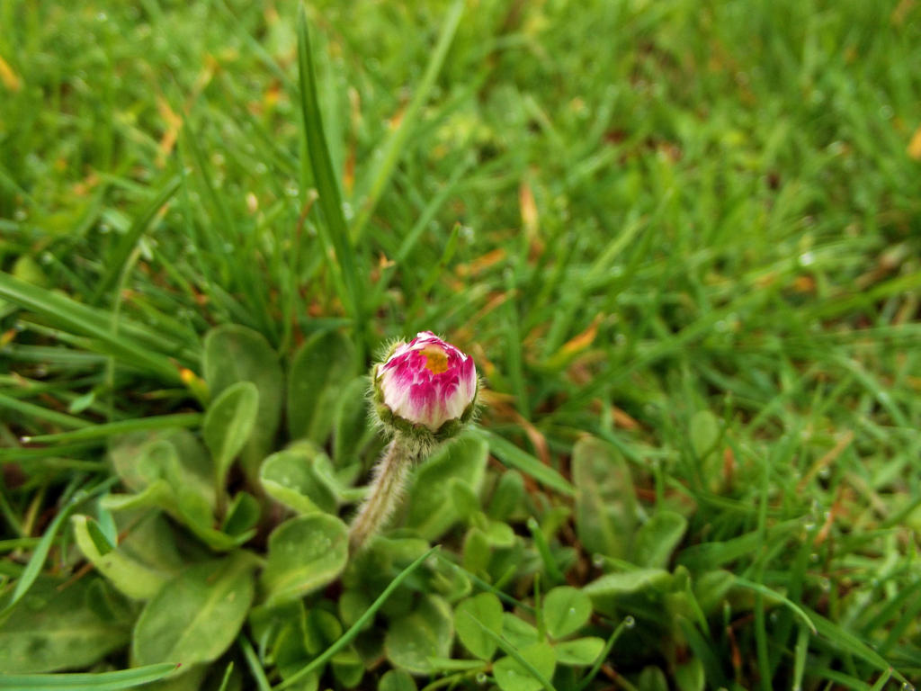 Fleabane-17Mar2017-F02