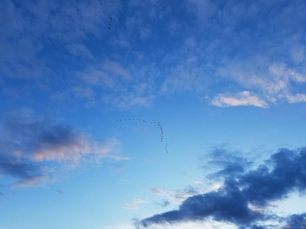 Flights of geese