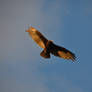 Free as a vulture in the sunset light