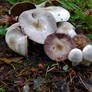 Mushrooms-11Oct2020-S06