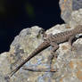 Western Fence Lizard-02Aug2016-N01