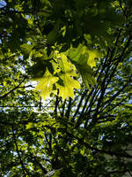 Oak Leaves-02