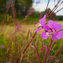 Pink Blooms