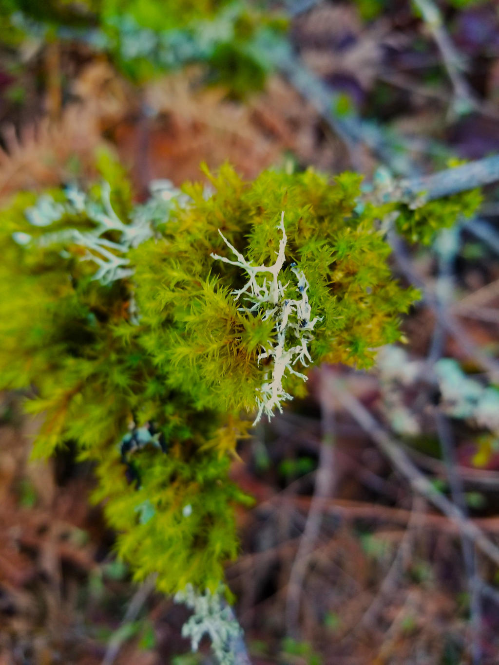 Exploding Moss Moss chest burster by SkyfireDragon on DeviantArt